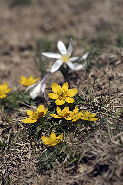 Image of Eranthis longistipitata specimen.