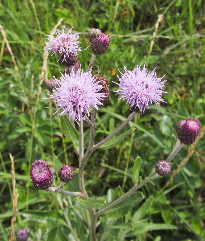 Изображение особи Cirsium incanum.