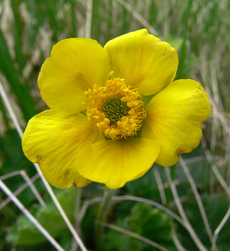 Изображение особи Oreogeum montanum.