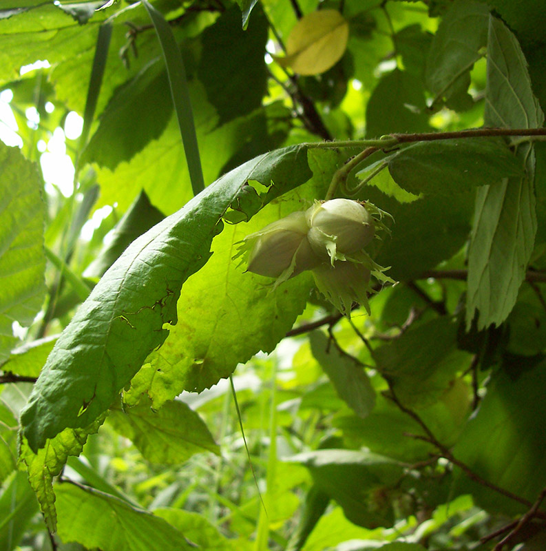 Image of Corylus avellana specimen.