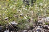 Stipa caucasica