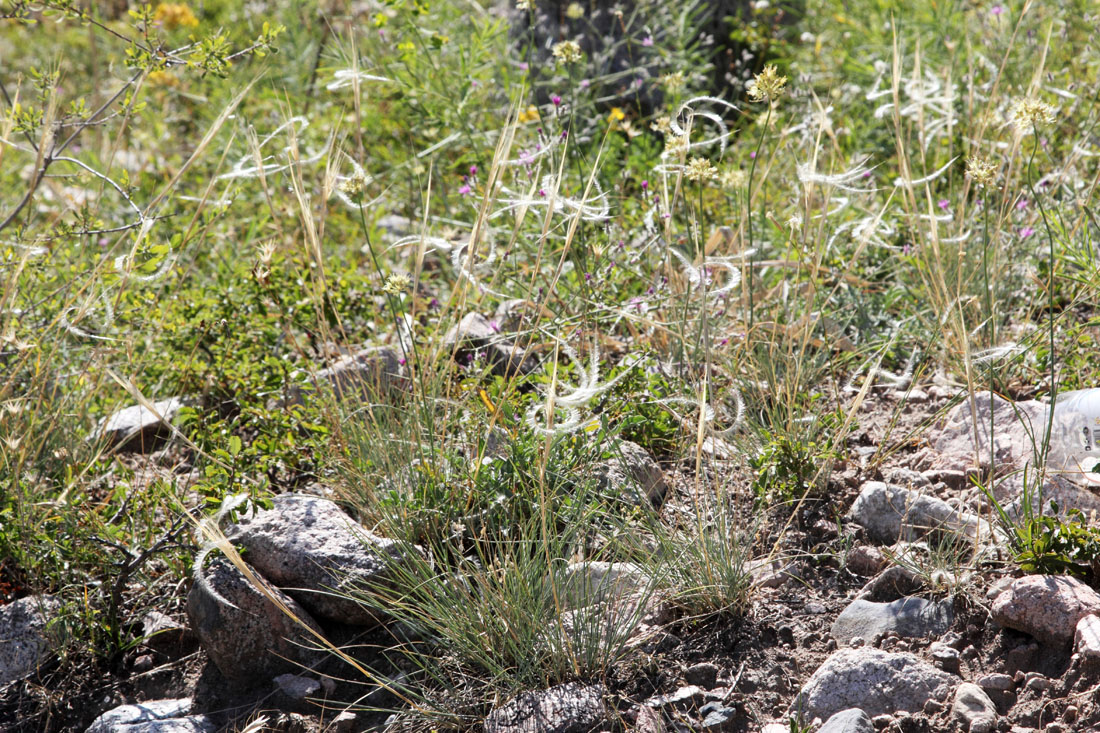 Image of Stipa caucasica specimen.