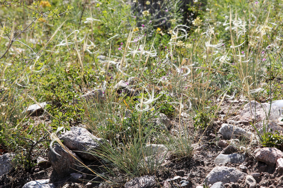 Изображение особи Stipa caucasica.