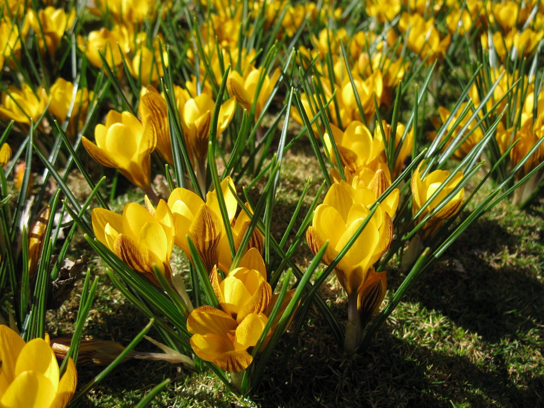 Изображение особи Crocus chrysanthus.