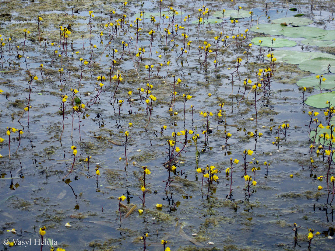 Изображение особи Utricularia vulgaris.