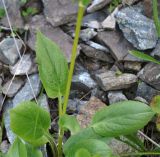 Valeriana alpestris