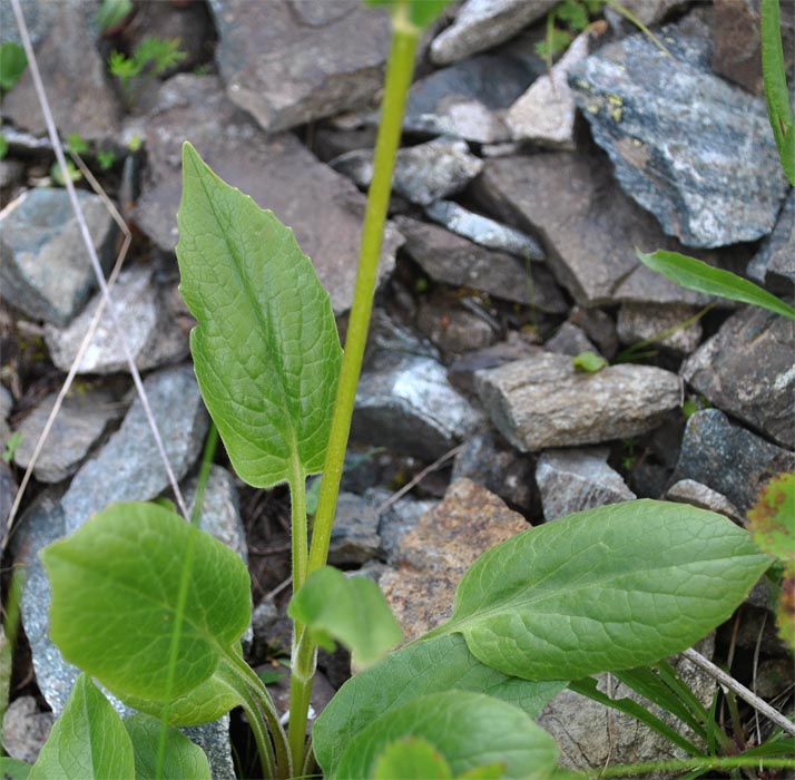 Image of Valeriana alpestris specimen.