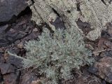 Artemisia lessingiana