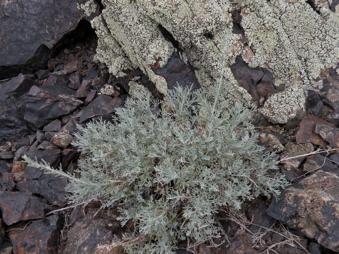 Изображение особи Artemisia lessingiana.