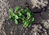 genus Cerastium