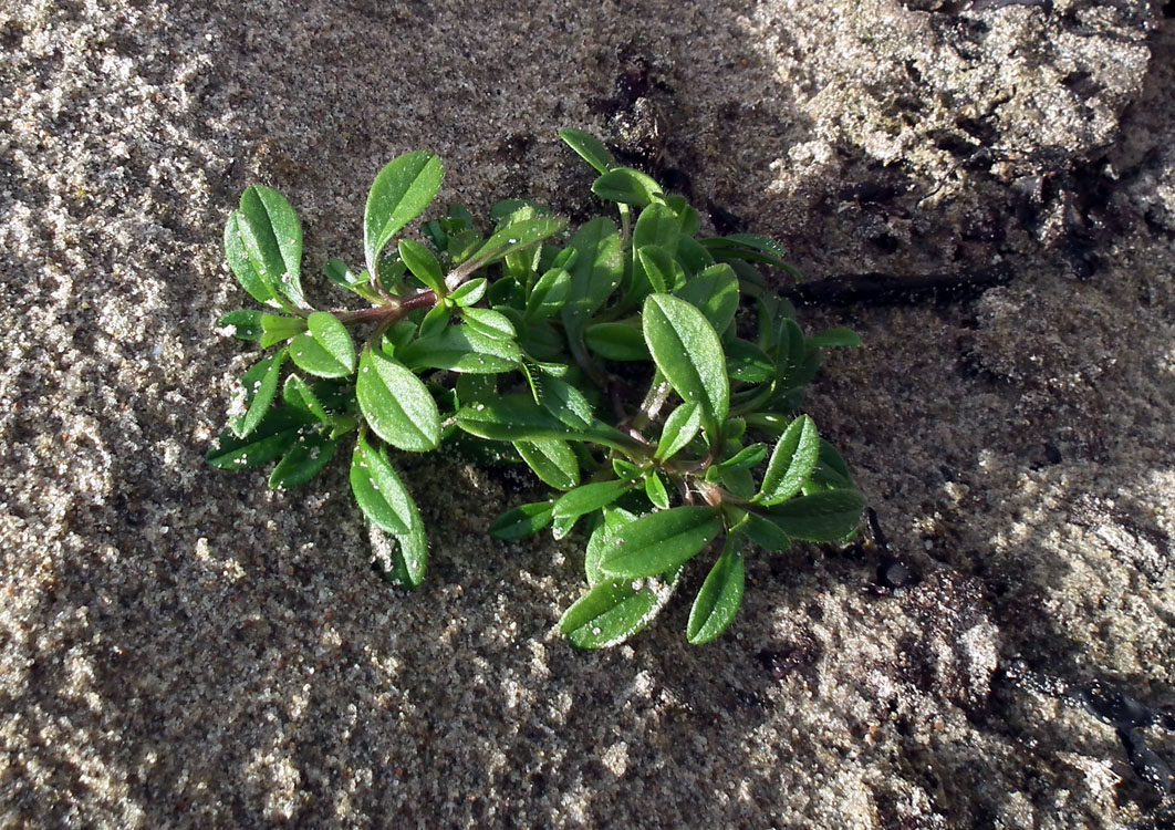 Image of genus Cerastium specimen.