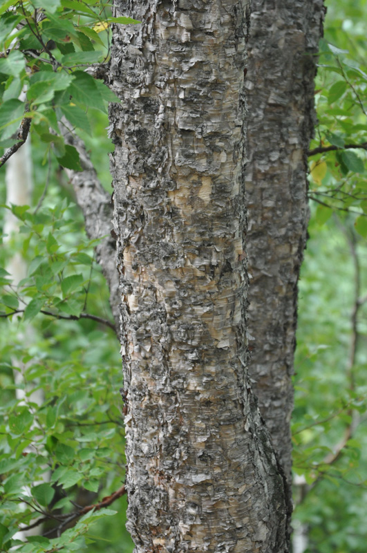 Image of Betula dauurica specimen.