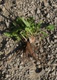 Rumex tuberosus подвид horizontalis. Выкопанное плодоносящее растение. Азербайджан, Лерикский р-н, окр. пос. Госмальян. 18.09.2012.