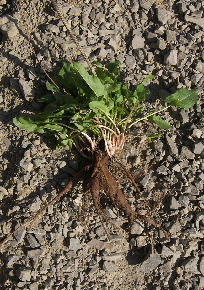 Image of Rumex tuberosus ssp. horizontalis specimen.