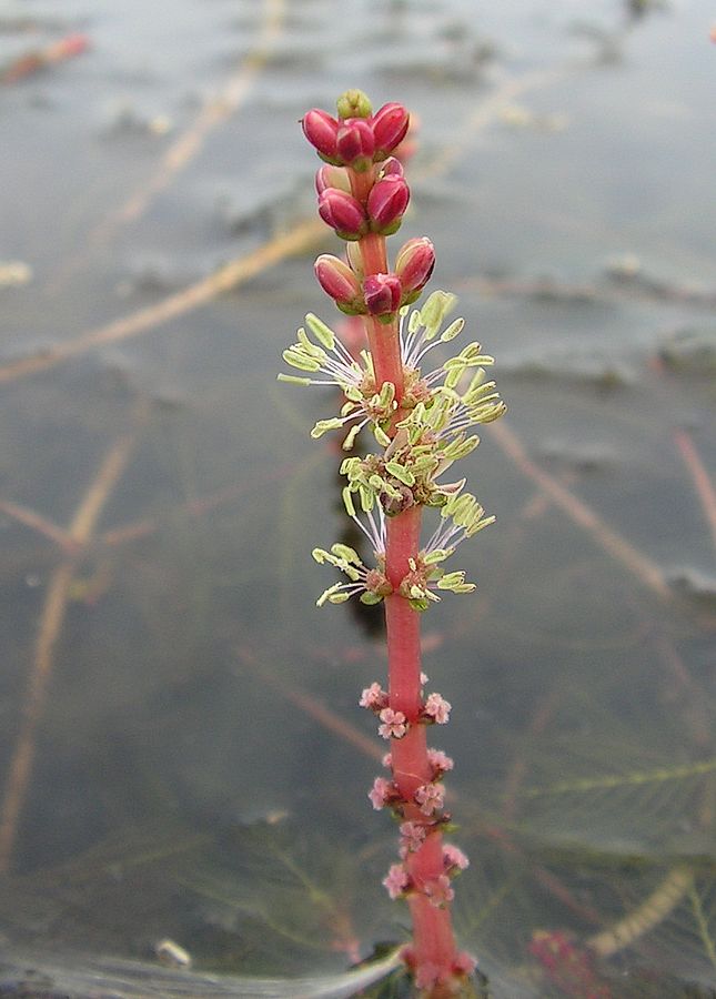 Image of Myriophyllum spicatum specimen.