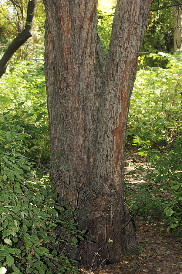 Изображение особи Crataegus songarica.