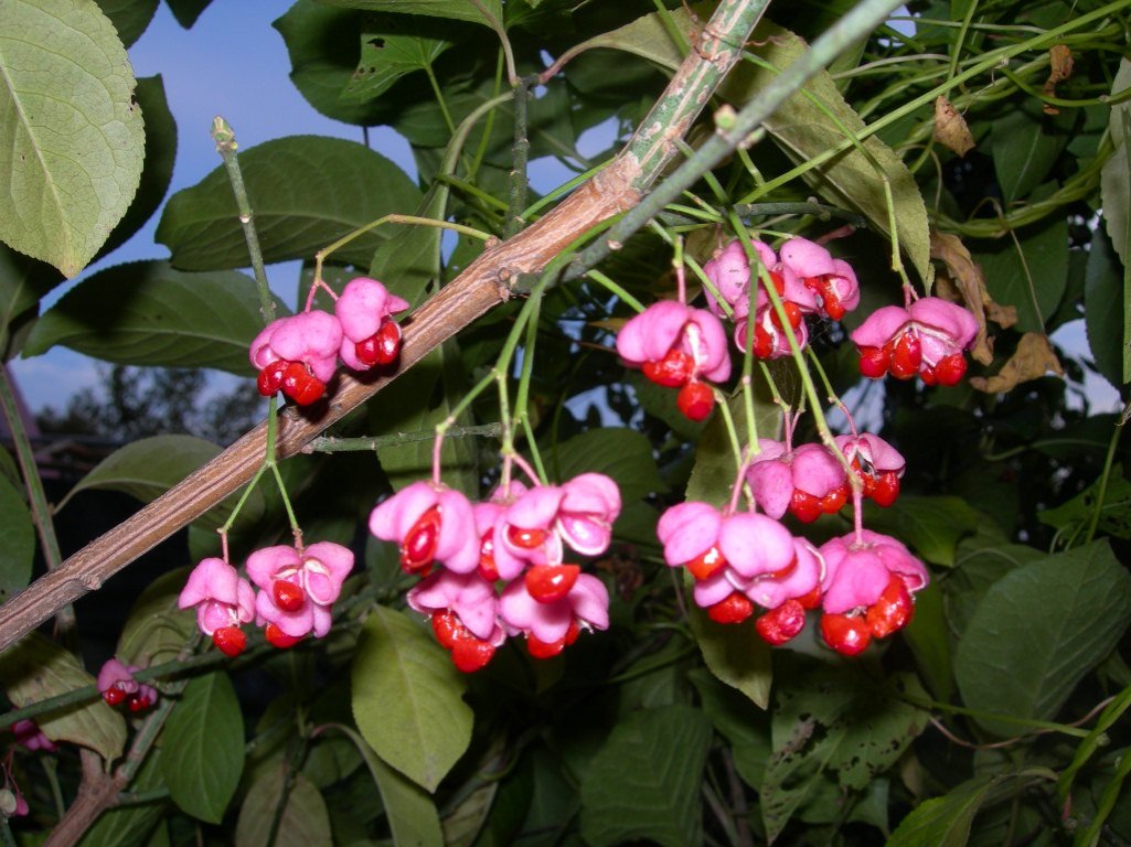 Image of Euonymus sieboldianus specimen.