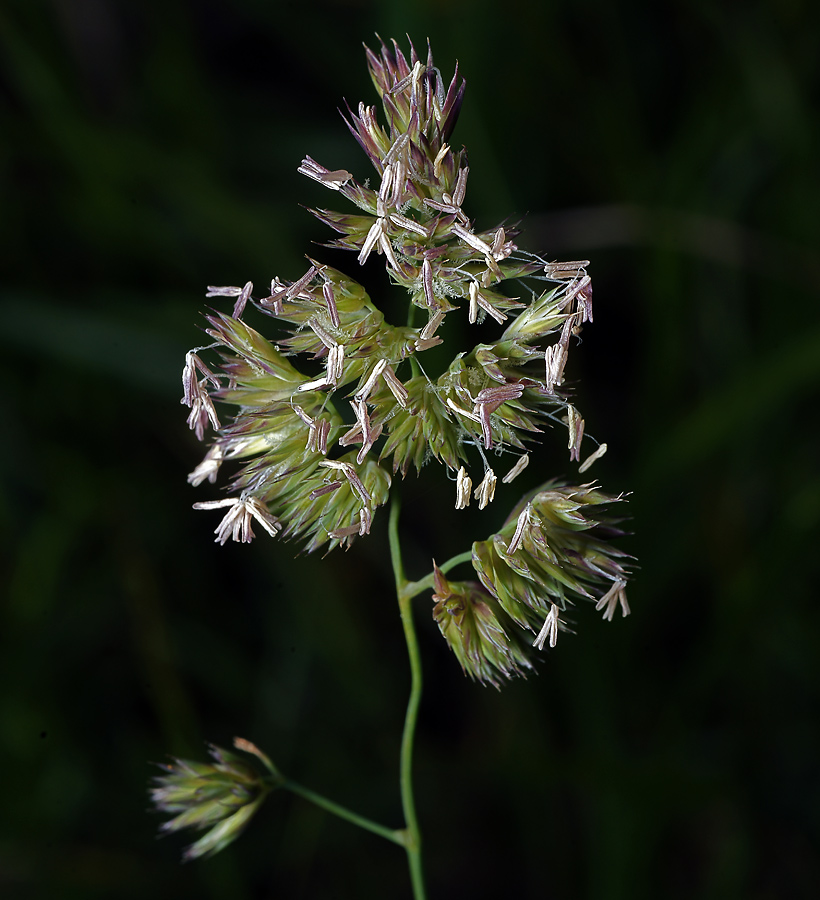 Изображение особи Dactylis glomerata.