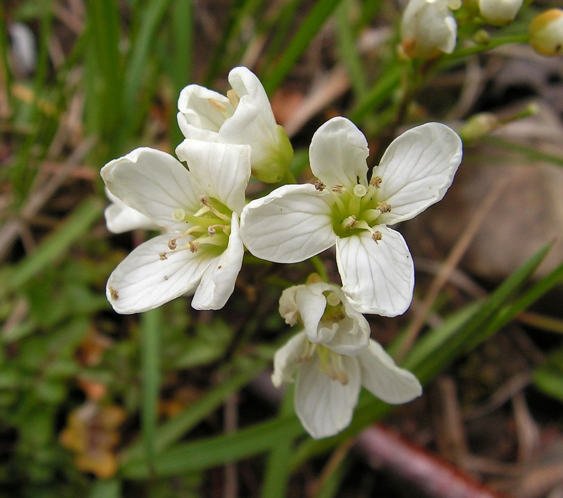 Image of genus Cardamine specimen.