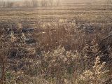 Artemisia vulgaris. Сухие прошлогодние растения на окраине поля. Ленинградская область, Всеволожский район, окрестности посёлка Мурино, железнодорожная станция Девяткино. 26 апреля 2009 г.