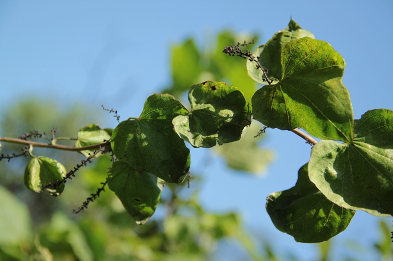Image of Dioscorea nipponica specimen.
