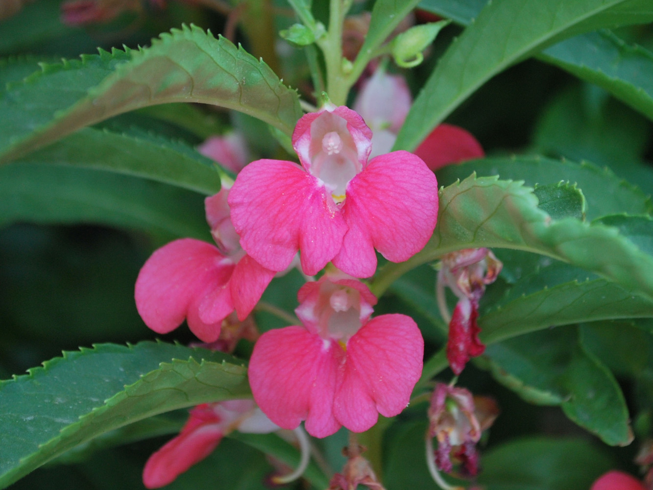 Изображение особи Impatiens balsamina.