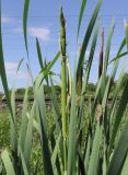 Typha latifolia. Верхушка побега с нераспустившимя соцветием и листья. Саратовская обл., Саратовский р-н, в канаве у железной дороги. 23 июня 2012 г.