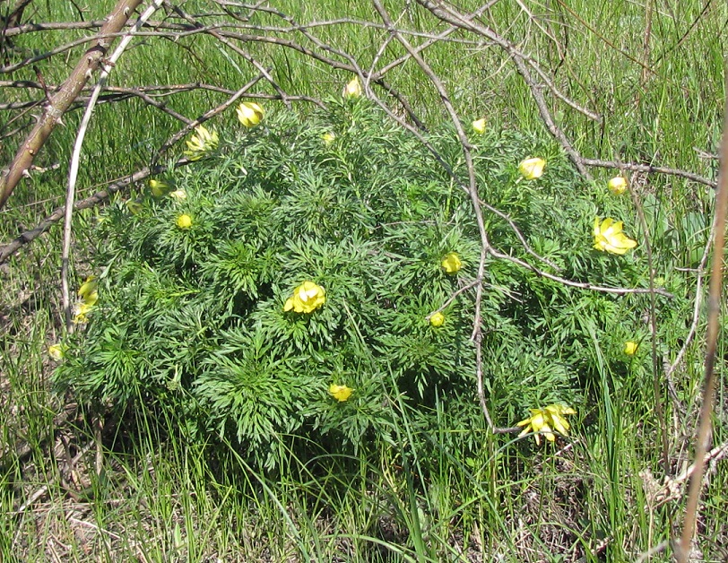 Image of Adonis volgensis specimen.