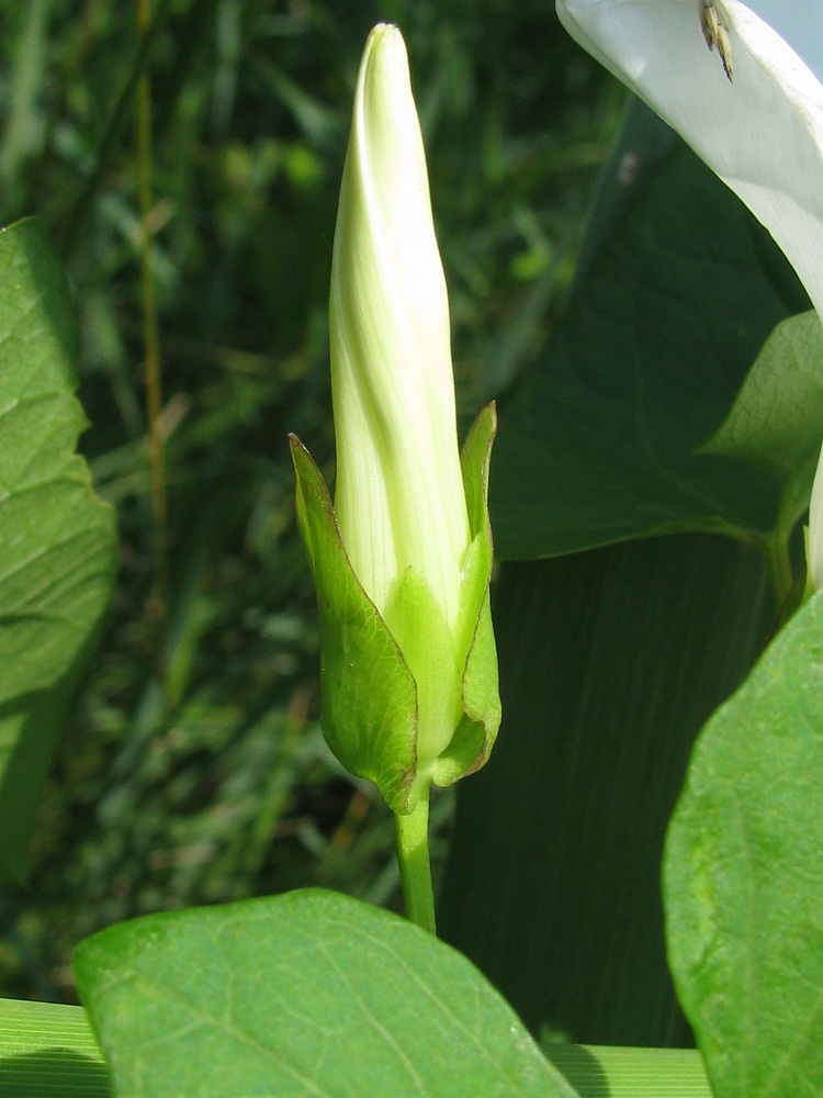Изображение особи Calystegia sepium.