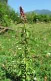 Lysimachia dubia. Цветущее растение. Абхазия, Гагрский р-н, луг недалеко от р. Бзып. 13.06.2012.