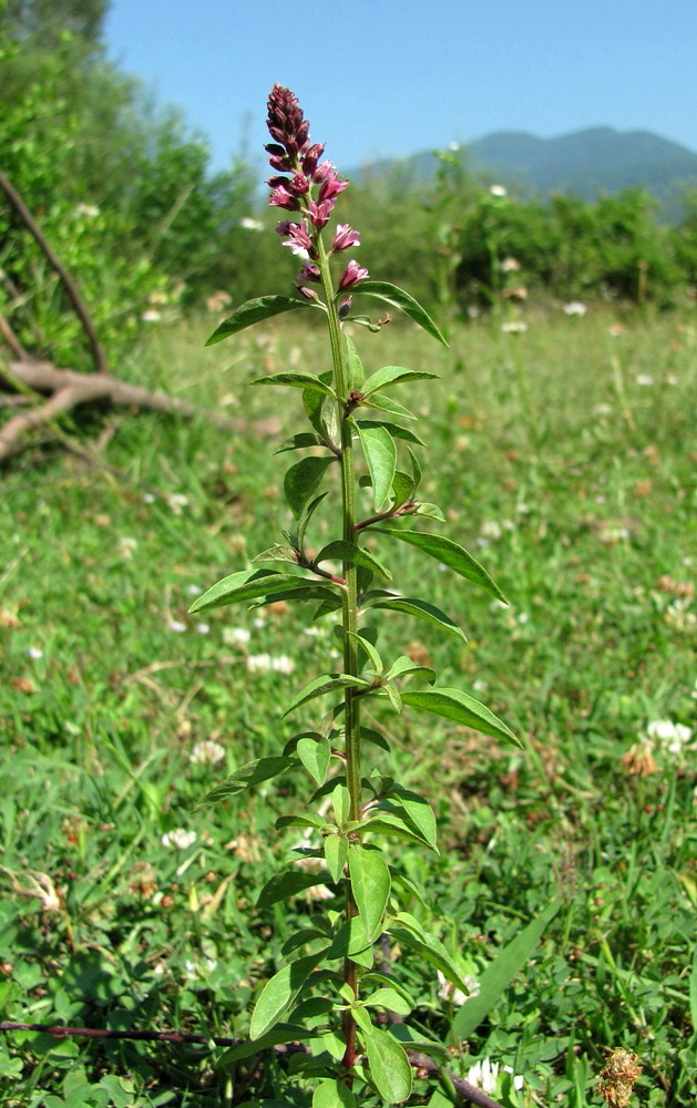 Image of Lysimachia dubia specimen.