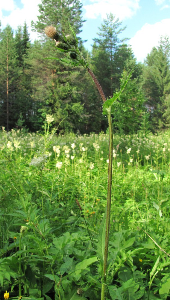 Image of Cirsium &times; hybridum specimen.