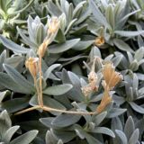 genus Cerastium. Верхушки побегов и соцветия. Испания, автономное сообщество Андалусия, провинция Гранада, комарка Вега-де-Гранада, г. Гранада, Альгамбра. 13.07.2012.