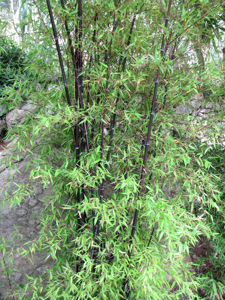 Изображение особи Phyllostachys nigra.