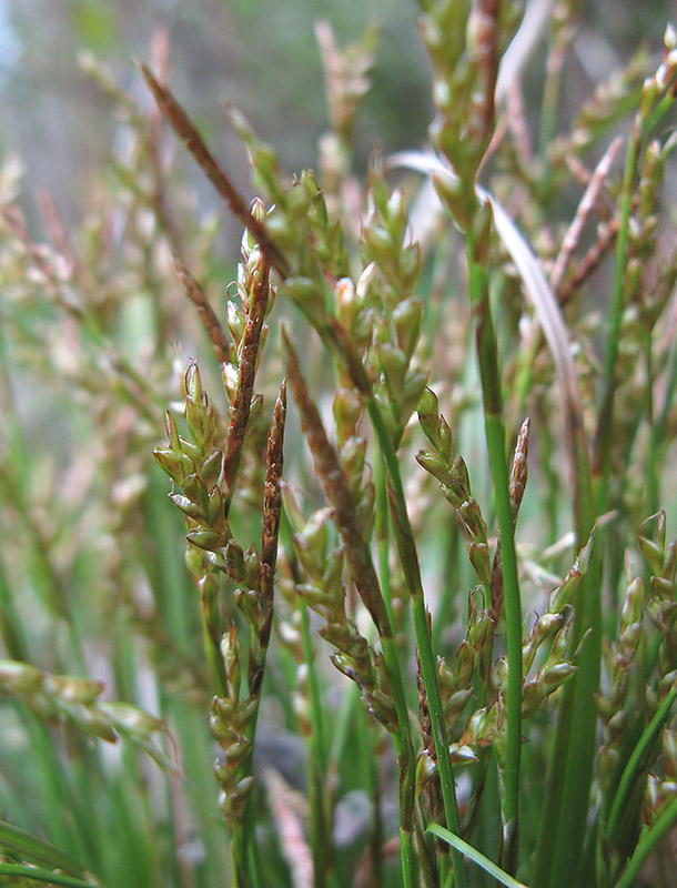 Image of Carex digitata specimen.