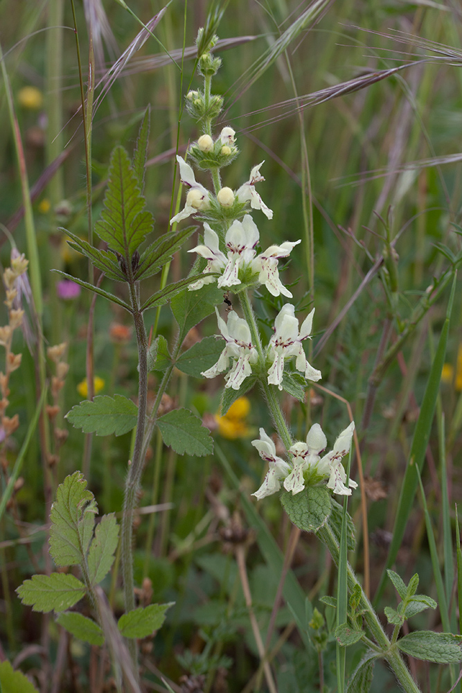 Изображение особи Stachys recta.