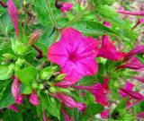 Mirabilis jalapa. Соцветия. Хорватия, Истрия, пос. Баньоле, у дороги. 03.09.2012.