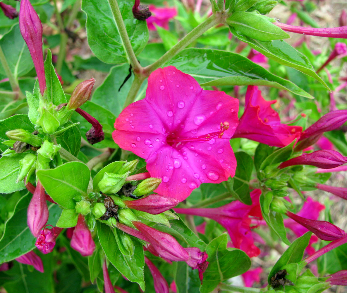 Image of Mirabilis jalapa specimen.
