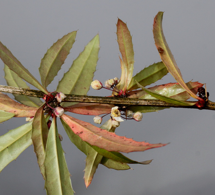Изображение особи Berberis soulieana.