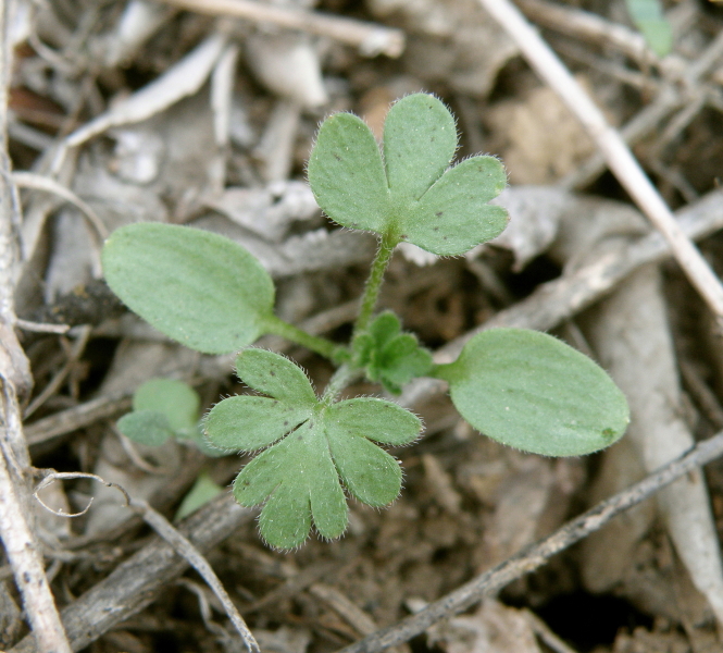 Image of Delphinium consolida specimen.