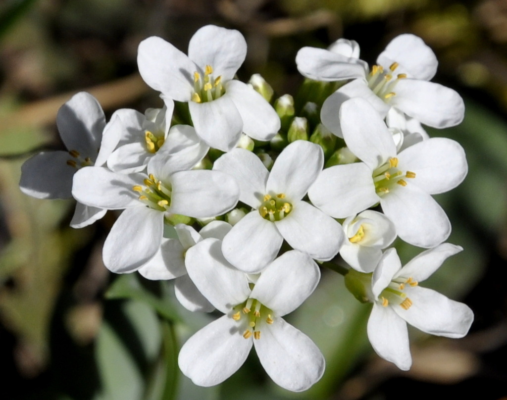 Image of familia Brassicaceae specimen.