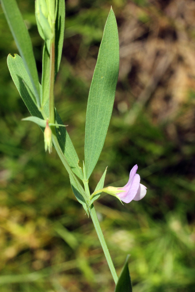 Изображение особи Lathyrus inconspicuus.