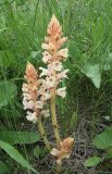 Orobanche alba