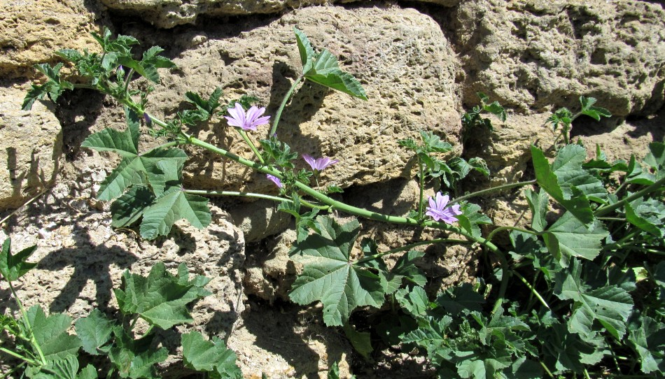 Image of genus Malva specimen.