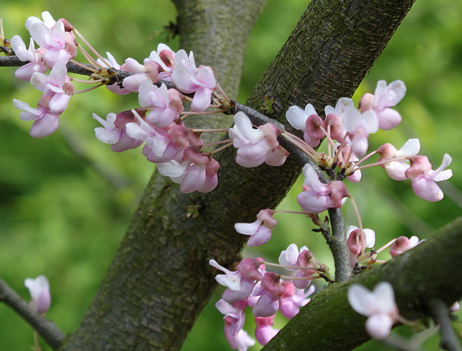 Image of Cercis canadensis specimen.