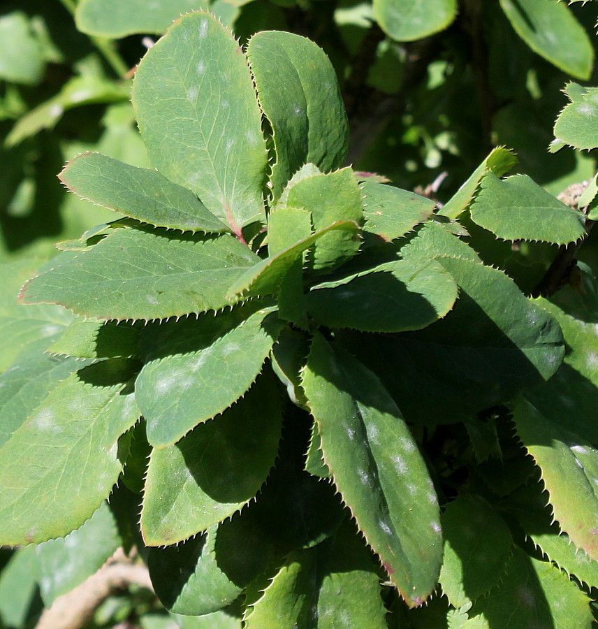 Image of Berberis &times; neubertii specimen.