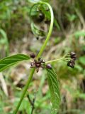 Vincetoxicum scandens. Верхушка цветущего растения. Крым, Ялта, ущелье Уч-Кош. 06.06.2009.