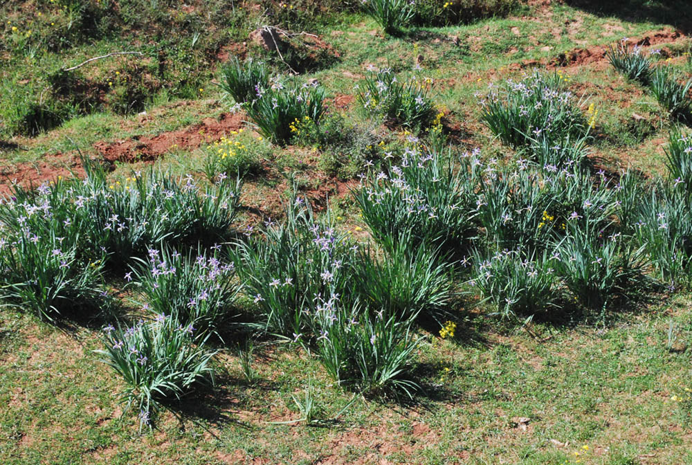 Изображение особи Iris sogdiana.