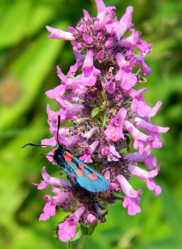 Image of Betonica officinalis specimen.