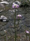 Cardamine seidlitziana